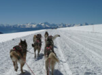 冰川 3000_Huskys-©Gstaad-Saanenland-Tourismus(2)